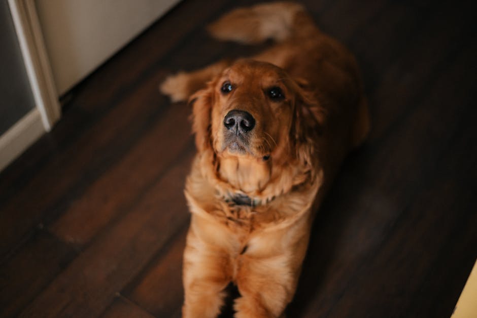 pet friendly waterproof flooring