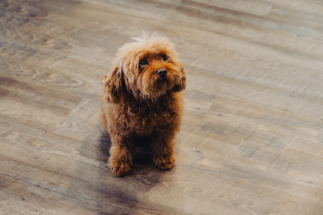 is laminate flooring good for pets